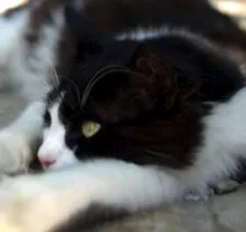 Aslan Parçası - "They don't mind if you as a human being are next to them."